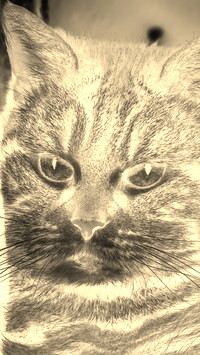 Sepia + Negatyw