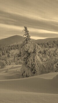 Szary + Sepia