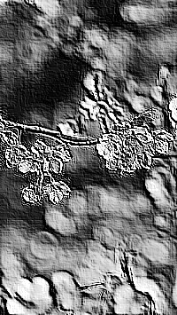 Skamielina