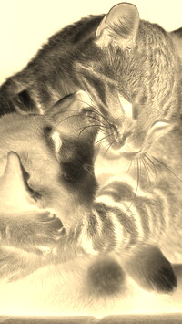 Sepia + Negatyw