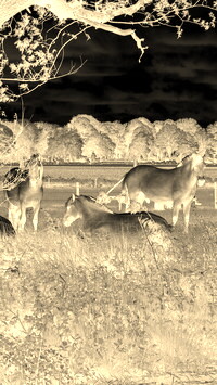 Sepia + Negatyw
