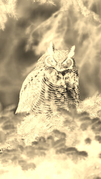 Sepia + Negatyw