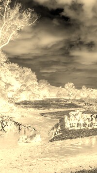Sepia + Negatyw