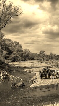 Szary + Sepia
