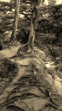 Szary + Sepia