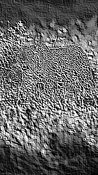 Skamielina