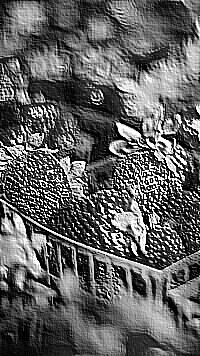 Skamielina