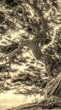Szary + Sepia