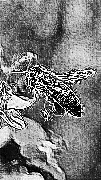 Skamielina