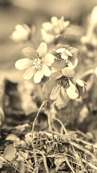 Szary + Sepia