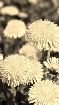 Szary + Sepia