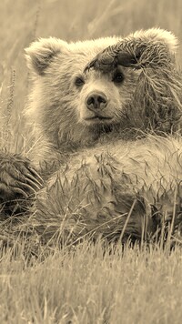 Szary + Sepia