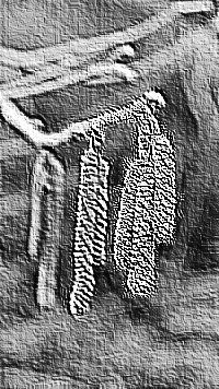 Skamielina