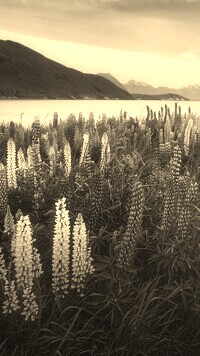 Szary + Sepia