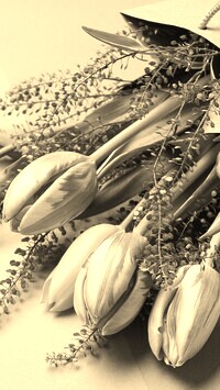 Szary + Sepia