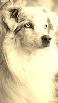 Szary + Sepia