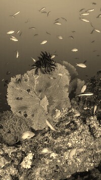 Sepia