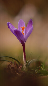 Oryginalny obrazek