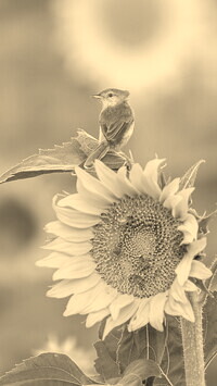 Szary + Sepia
