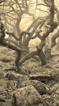 Szary + Sepia
