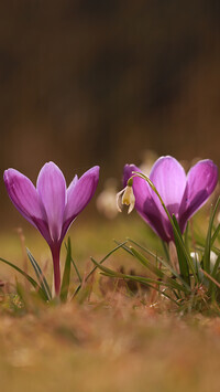Oryginalny obrazek