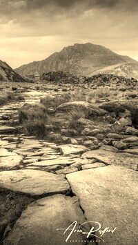 Szary + Sepia