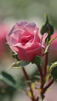 Oryginalny obrazek