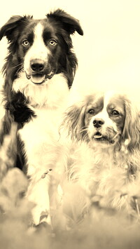 Szary + Sepia