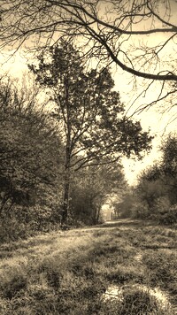 Szary + Sepia