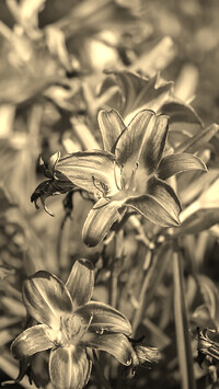 Szary + Sepia