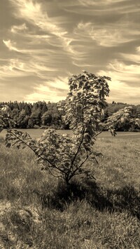 Szary + Sepia