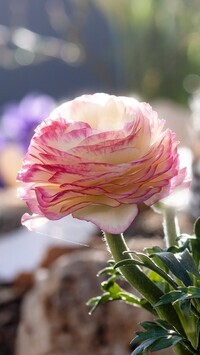 Oryginalny obrazek