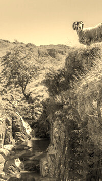 Sepia
