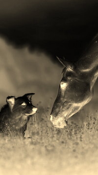 Sepia + Negatyw