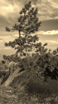 Sepia