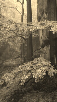 Szary + Sepia