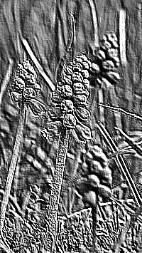 Skamielina