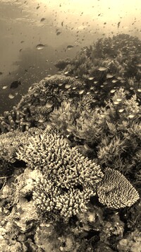 Szary + Sepia