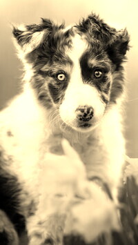 Sepia