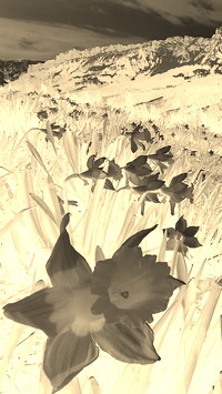 Sepia + Negatyw