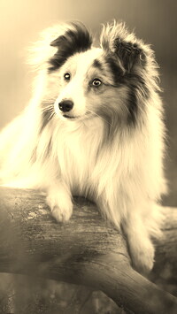 Sepia
