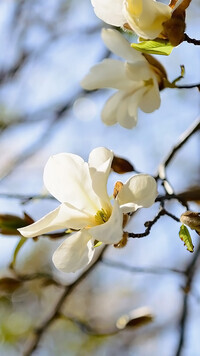 Oryginalny obrazek