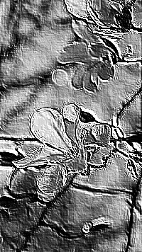 Skamielina