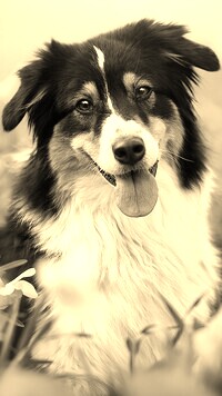 Szary + Sepia