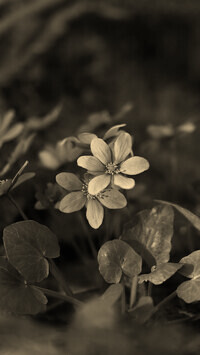 Szary + Sepia