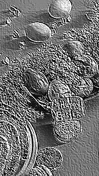 Skamielina
