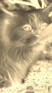 Sepia + Negatyw