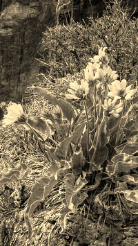 Szary + Sepia