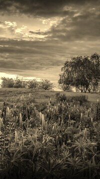 Sepia