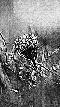 Skamielina